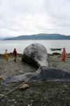 Whale undergoing examination
